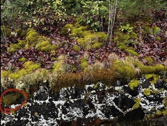 Pseudanomodon attenuatus