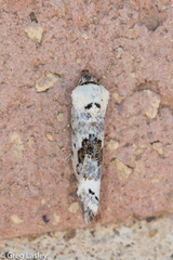 Ponometia tripartita