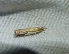 Crambus agitatellus
