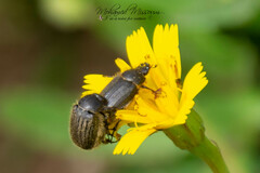 Paratriodonta romana