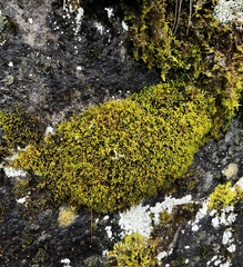 Pseudanomodon attenuatus