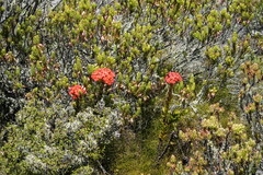 Crassula coccinea
