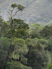 Afrocarpus falcatus