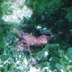 Rhynchocinetes durbanensis