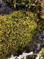 Pseudanomodon attenuatus