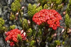 Crassula coccinea