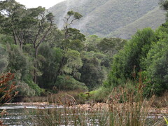 Afrocarpus falcatus