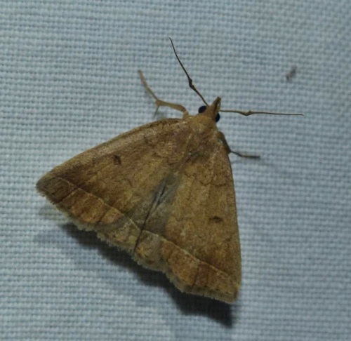 Wavy-lined Fan-foot