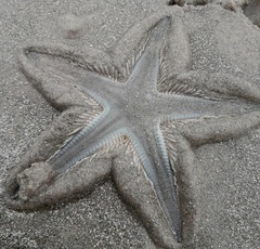 Astropecten