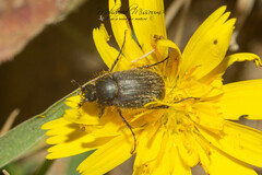 Paratriodonta romana