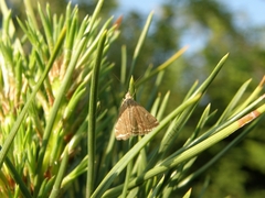 Loxostege sticticalis