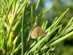 Loxostege sticticalis