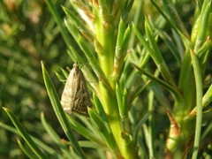 Loxostege sticticalis