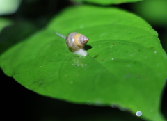 Ovachlamys fulgens