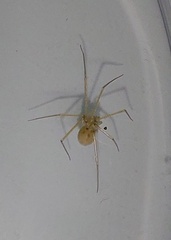 Spermophora senoculata