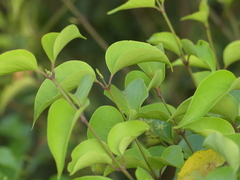 Jasminum malabaricum