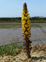 Cistanche phelypaea