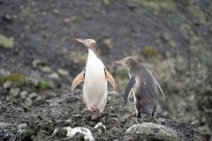 Megadyptes antipodes