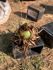 Proboscidea louisianica