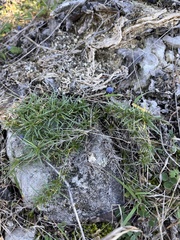 Phlox subulata