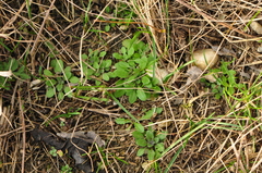 Arabidopsis thaliana