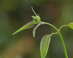Jasminum malabaricum