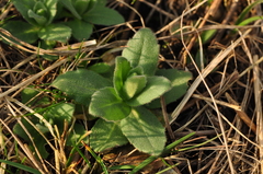 Arabis recta