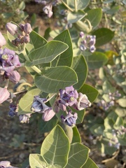 Calotropis