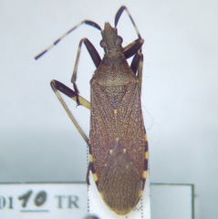 Dicranocephalus agilis