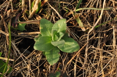 Arabis recta