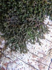 Frullania dilatata