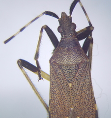 Dicranocephalus agilis
