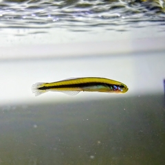 Parioglossus dotui