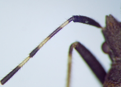 Dicranocephalus agilis