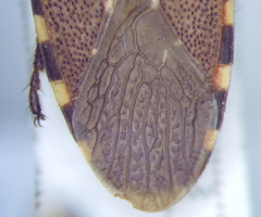 Dicranocephalus agilis