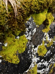 Claopodium rostratum