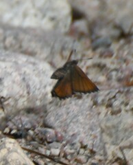 Callophrys niphon