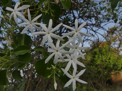 Jasminum malabaricum