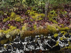 Claopodium rostratum