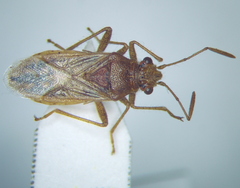 Rhopalus