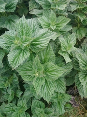 Urtica australis