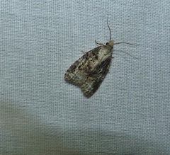 Platynota exasperatana