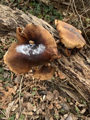 Cerioporus leptocephalus