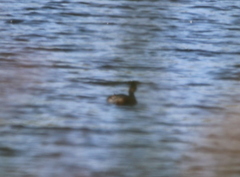Podilymbus podiceps