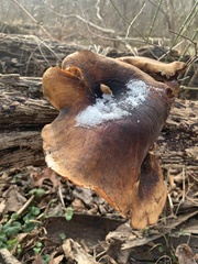 Cerioporus leptocephalus