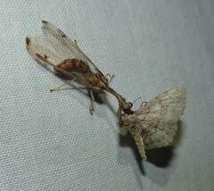 Dicromantispa interrupta