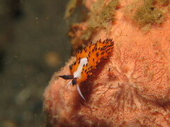 Favorinus tsuruganus