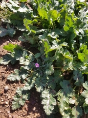 Erodium brachycarpum