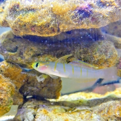 Pterogobius zonoleucus