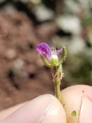 Erodium brachycarpum